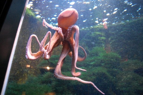 Kraken 18at